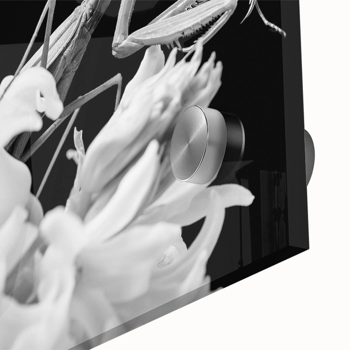 Close-up of a vibrant mantis design wall art piece, showcasing intricate details and colors on acrylic glass, ideal for insect lovers and modern decor enthusiasts.