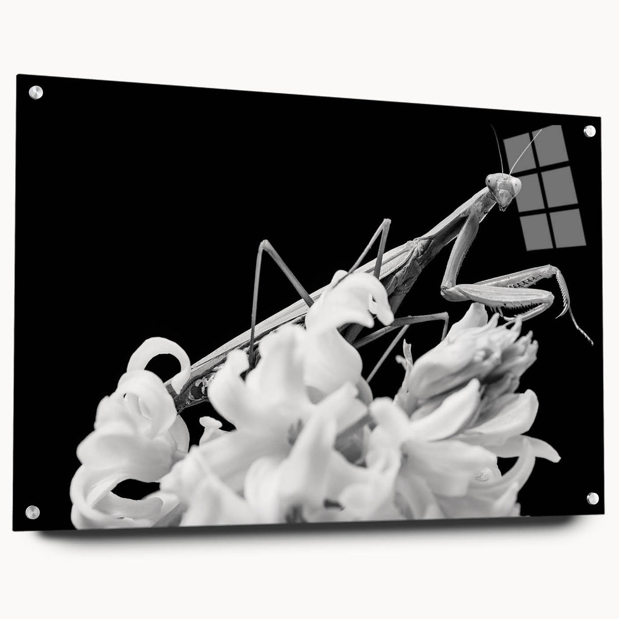 Side view of a unique mantis-themed wall art piece, crafted from acrylic glass, showcasing intricate insect designs with vibrant colors and stylish pin accents.