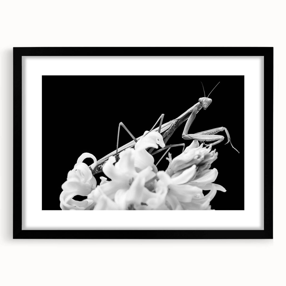Framed black wall art featuring a detailed mantis design, showcasing intricate patterns and textures. Perfect for insect lovers and modern decor enthusiasts.