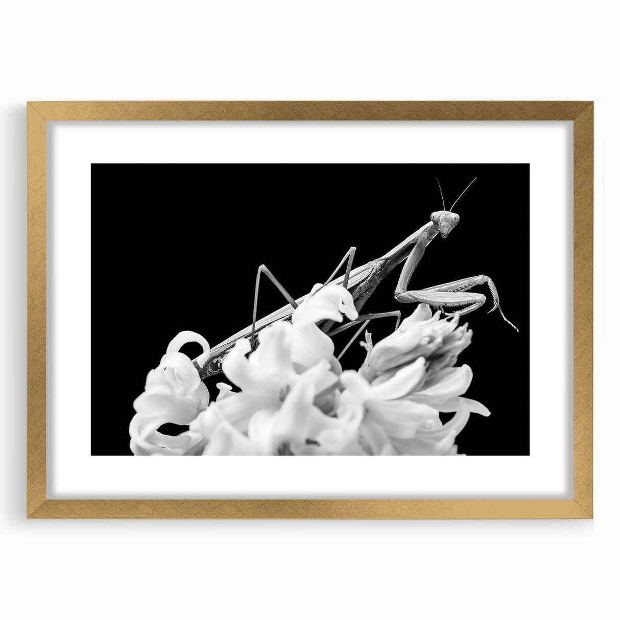 Framed wall art featuring a detailed mantis design, set against a gold mat and frame, showcasing intricate insect and arachnid artistry for modern decor.