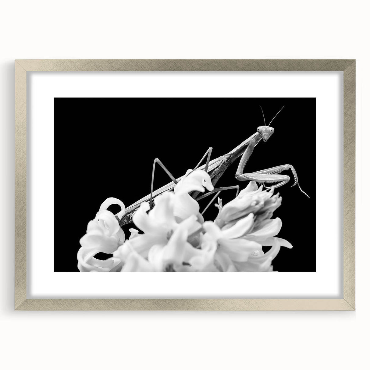 Framed wall art featuring a detailed mantis design in silver tones, showcasing intricate insect and arachnid elements, ideal for nature lovers and home decor enthusiasts.
