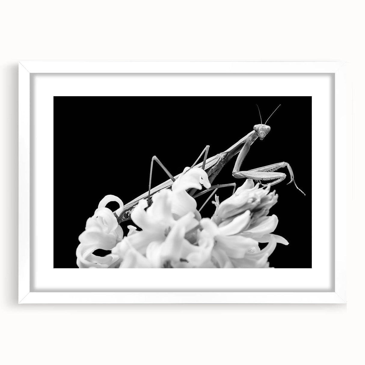Framed wall art featuring a detailed mantis design with intricate patterns and vibrant colors on a white background, ideal for insect enthusiasts and modern decor.