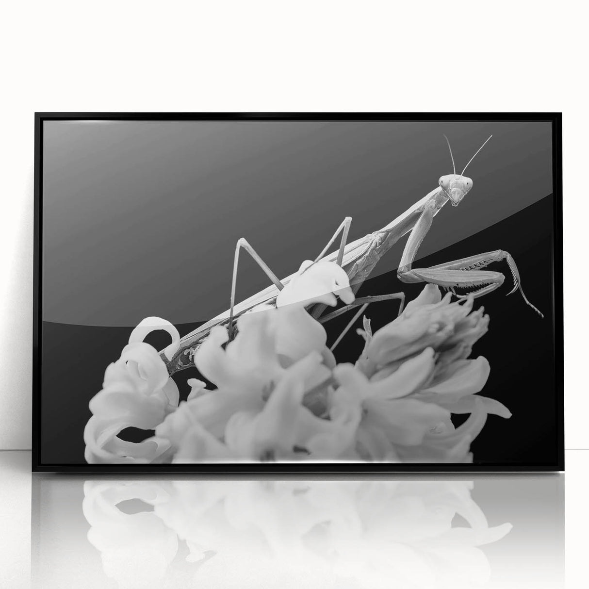 Framed wall art featuring a detailed mantis design, showcasing vibrant colors against a sleek black background, perfect for insect enthusiasts and modern decor.