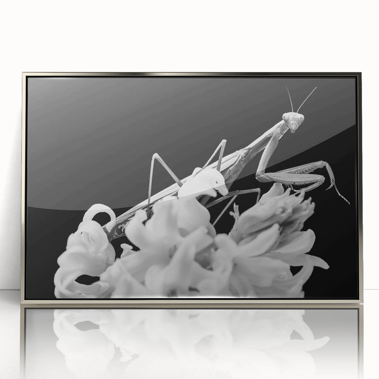Framed acrylic wall art showcasing a detailed mantis design, featuring a sleek silver frame that enhances the intricate insect illustration. Ideal for nature enthusiasts.