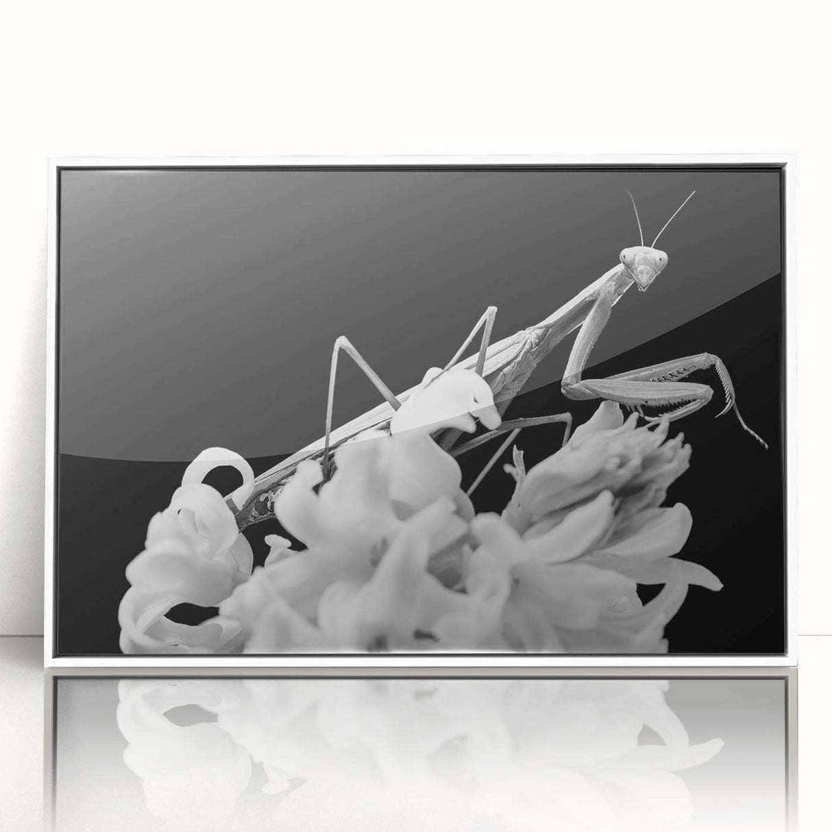 Framed wall art featuring a striking mantis design, showcasing intricate details and vibrant colors against a sleek white background, perfect for nature enthusiasts.