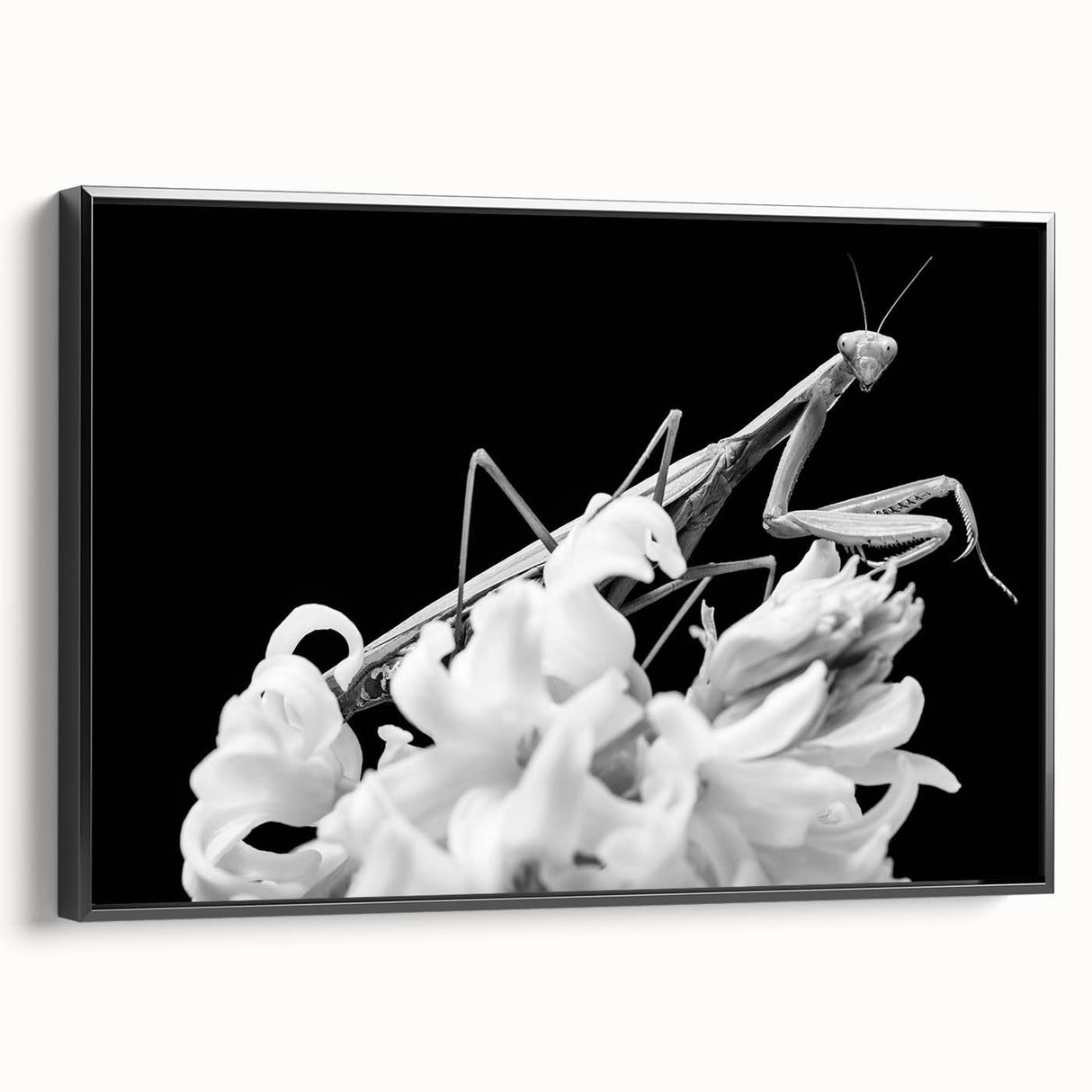 Framed wall art featuring a striking mantis design in a modern black frame, showcasing intricate details and vibrant colors, perfect for insect enthusiasts or contemporary decor.