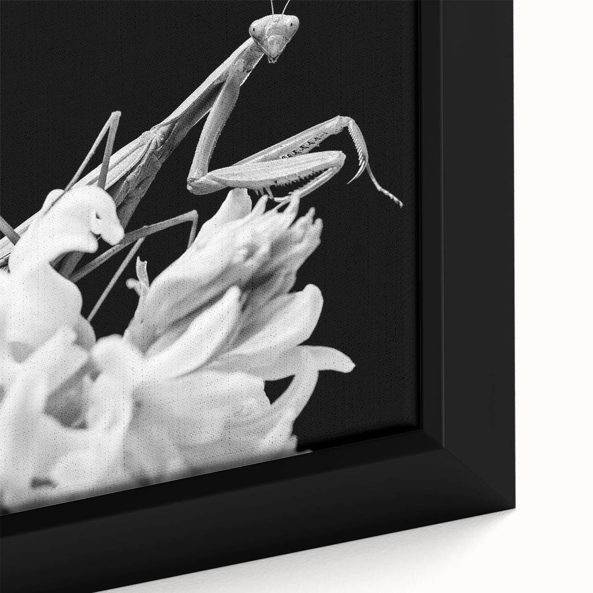 Close-up of a framed canvas wall art featuring a detailed illustration of a mantis, showcasing its vibrant green color and intricate textures, ideal for insect enthusiasts.