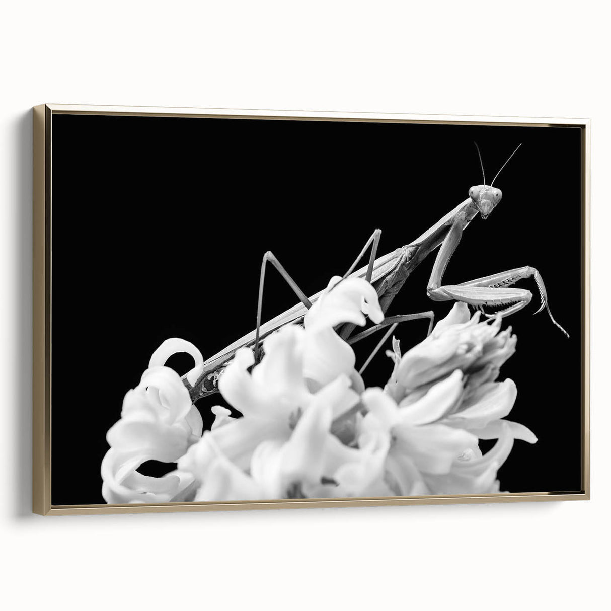 Framed wall art featuring a vibrant mantis design, showcasing intricate details and gold accents, perfect for enhancing modern home decor aesthetics.