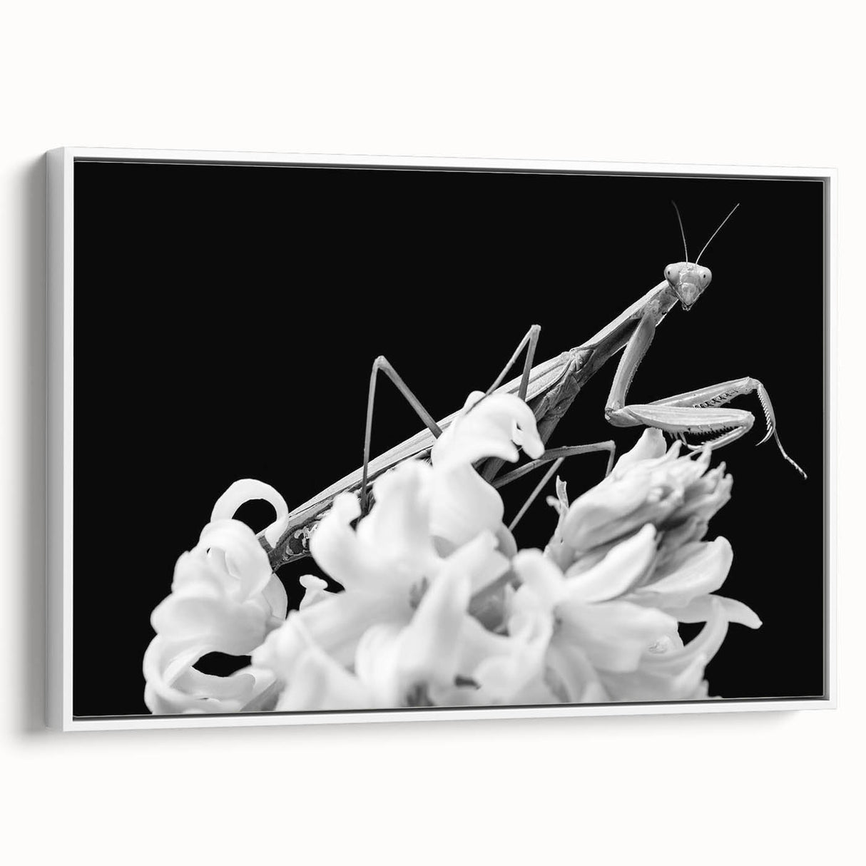 Framed wall art showcasing a detailed design of a mantis, featuring vibrant colors and intricate patterns, ideal for insect lovers and modern decor enthusiasts.