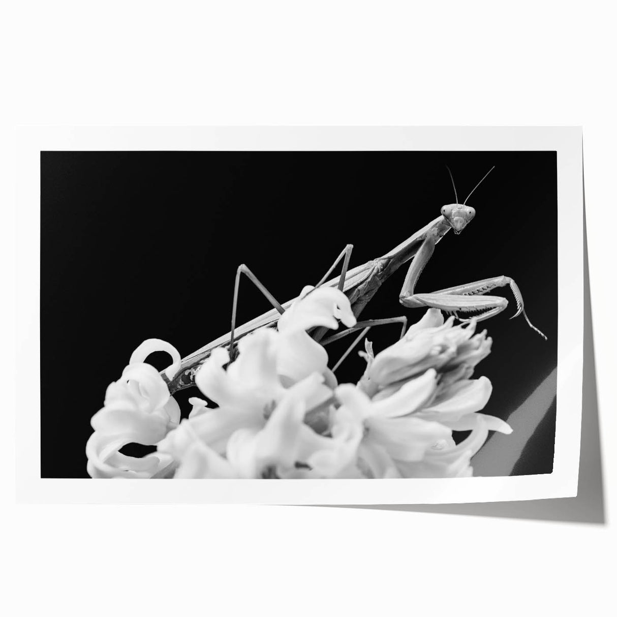 Intricate mantis design wall art print showcasing vibrant colors and detailed textures, rolled and ready for framing, ideal for insect enthusiasts and modern decor.