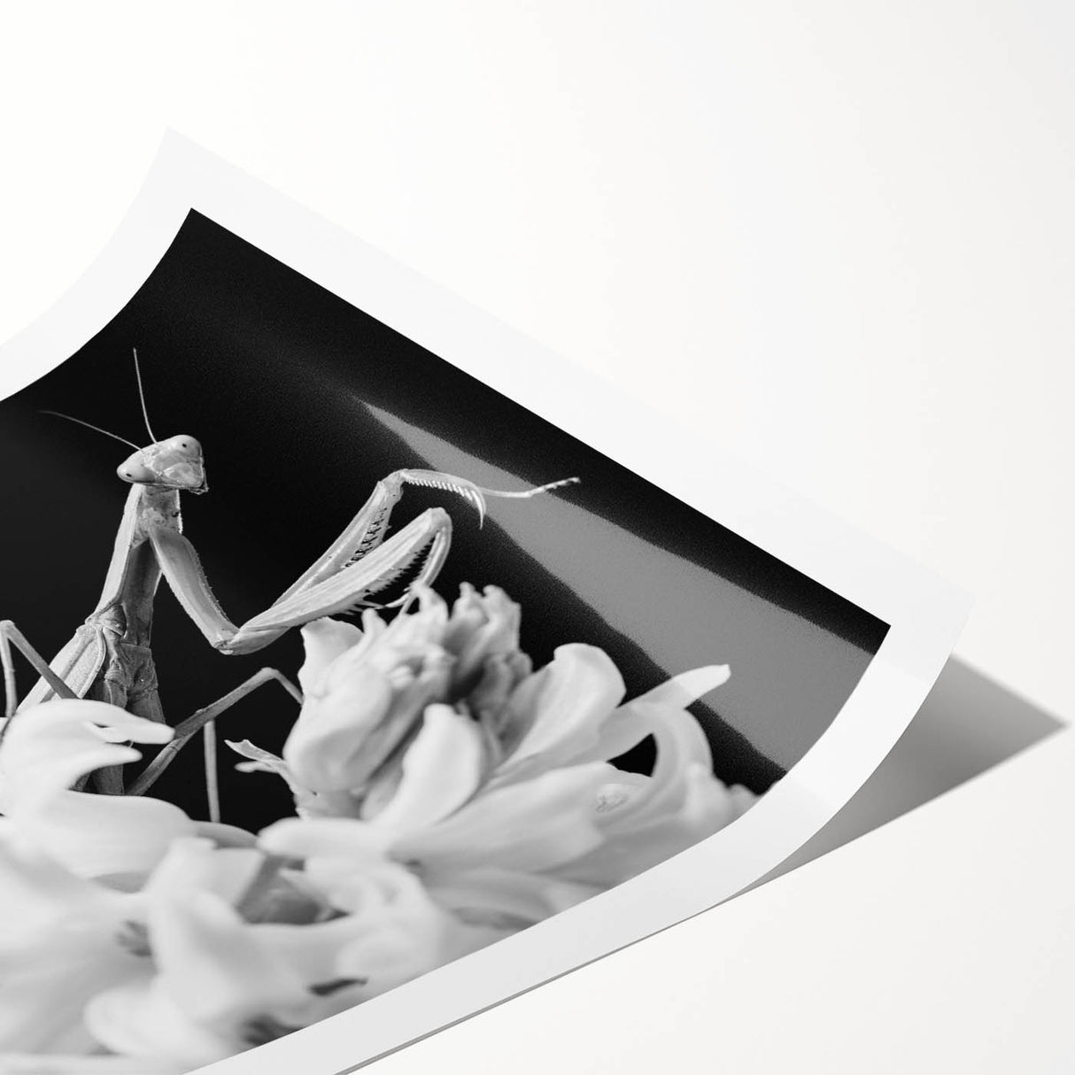 Vibrant mantis wall art design featuring intricate details and striking colors, rolled for easy display and shipping, perfect for nature-inspired decor.