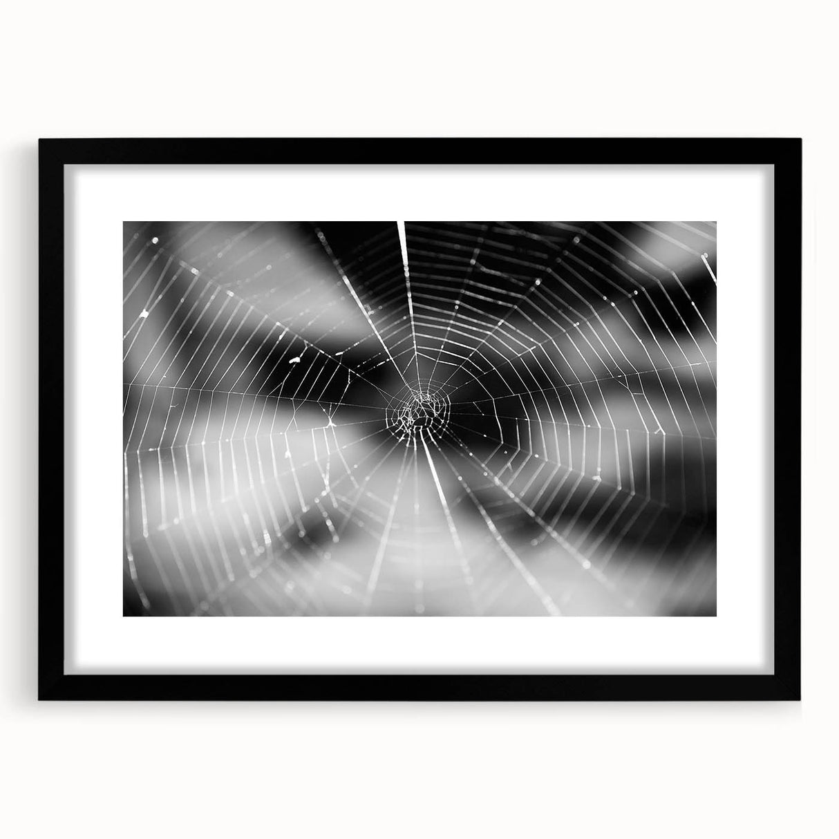 Framed wall art showcasing a detailed spider design from the Insect and Arachnid collection, featuring a sleek black frame and mat, perfect for nature enthusiasts.