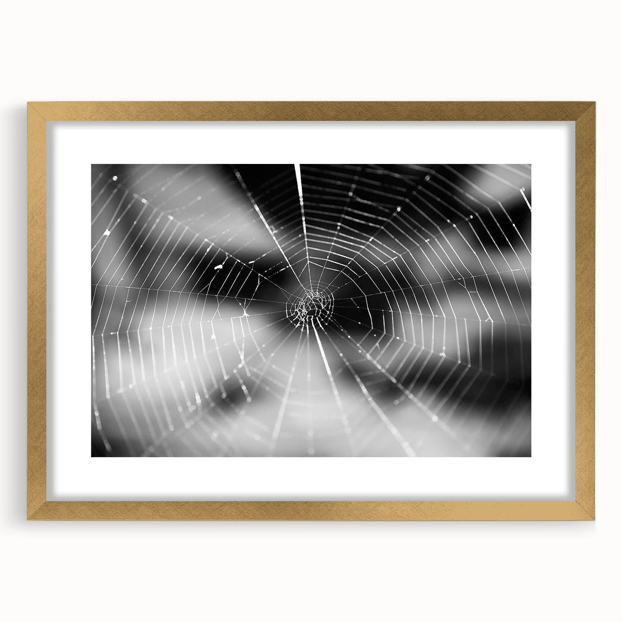 Framed wall art collection showcasing intricate insect and arachnid spider designs, featuring a gold mat and elegant frame, perfect for nature enthusiasts' decor.