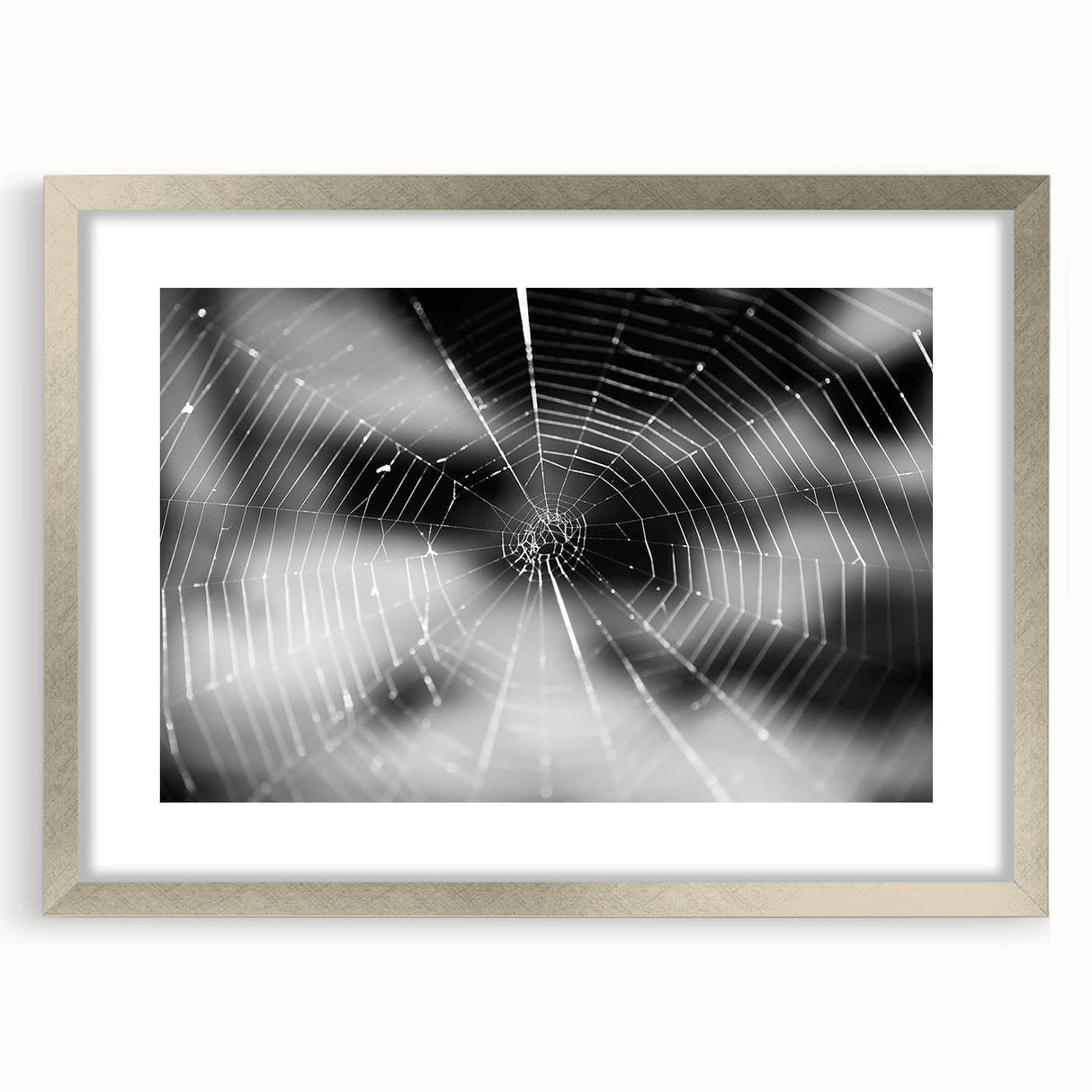 Framed wall art display featuring an intricate insect and arachnid spider design in silver, showcasing detailed illustrations and a stylish mat for added elegance.