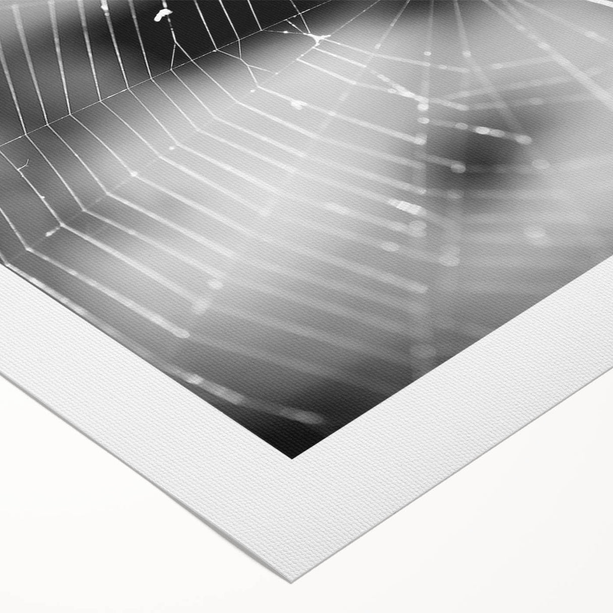 Intricate spider design on a rolled canvas, showcasing detailed illustrations of various arachnids in vibrant colors, perfect for nature lovers and art enthusiasts.