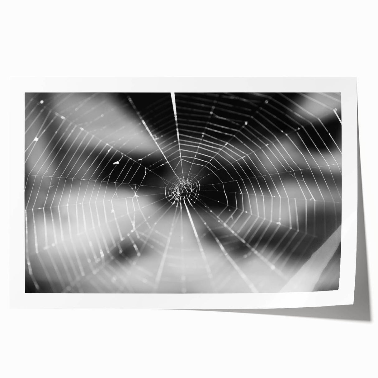 Stylized wall art print showcasing a detailed insect and arachnid design featuring various spiders on a textured background, perfect for nature enthusiasts and home decor.