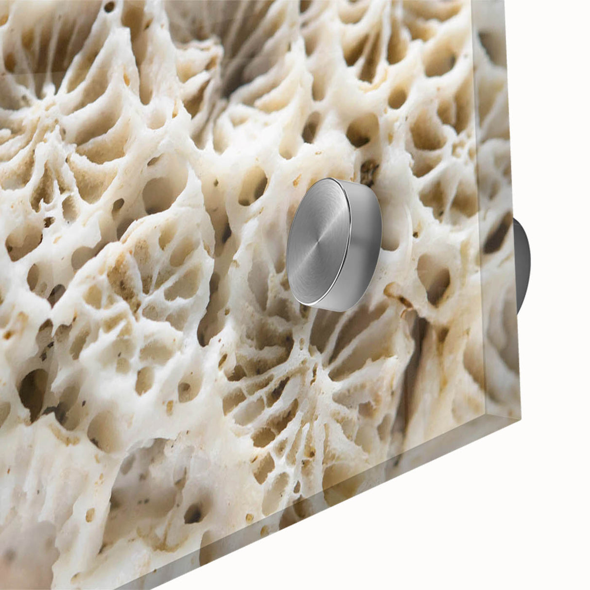 Close-up of vibrant marine life wall art featuring colorful coral designs, printed on acrylic glass. Ideal for ocean-themed decor or nature enthusiasts.