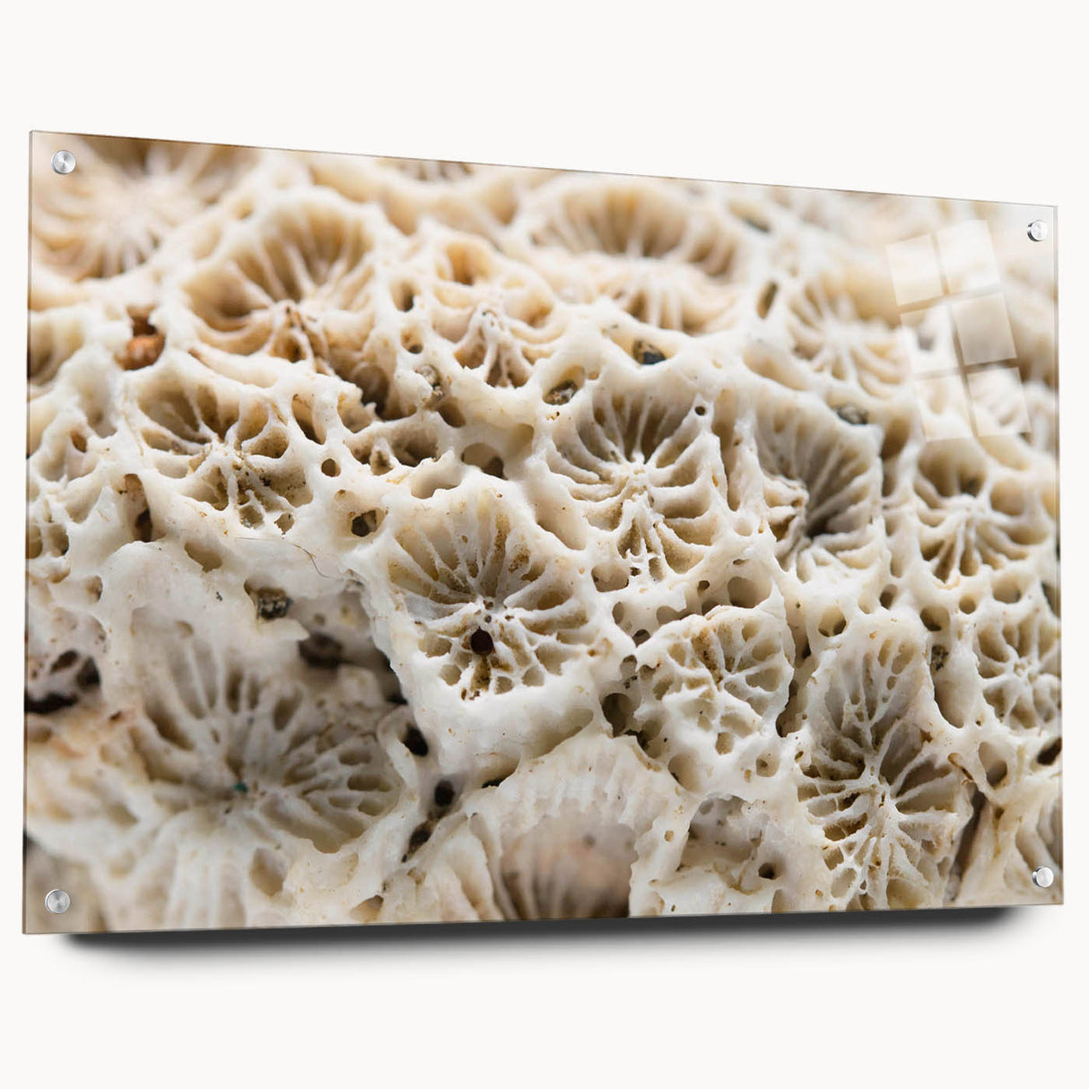 Acrylic wall art showcasing a vibrant marine life coral design, featuring intricate details and bright colors, displayed from a side view with mounting pins for easy installation.