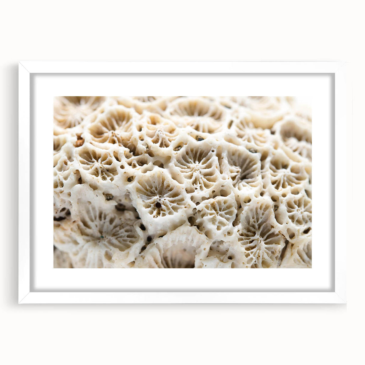Framed wall art featuring a vibrant marine life coral design, set against a white mat, showcasing colorful coral and fish in a coastal theme, perfect for ocean lovers.