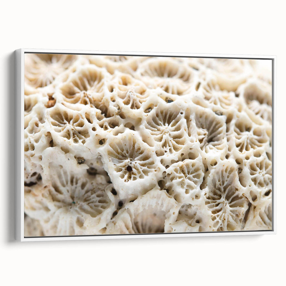 Framed canvas wall art featuring a vibrant marine life and coral design, showcasing detailed underwater colors and textures, perfect for ocean-themed decor.