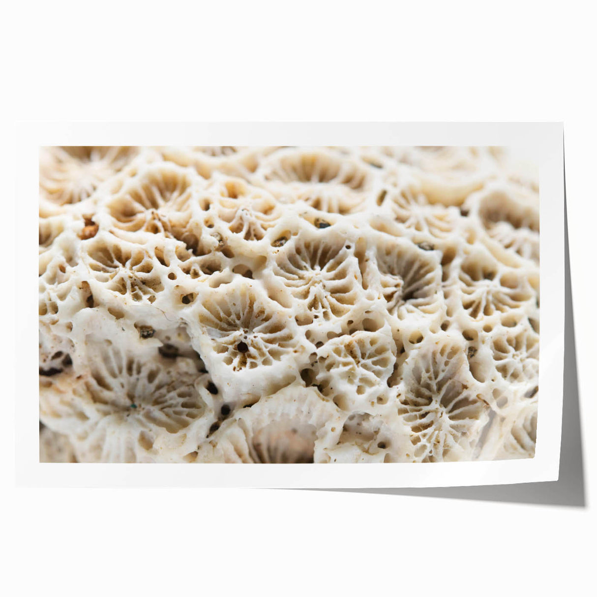 Colorful marine life coral design wall art print showcasing vibrant underwater scenes, rolled and ready for framing, ideal for ocean-themed decor.