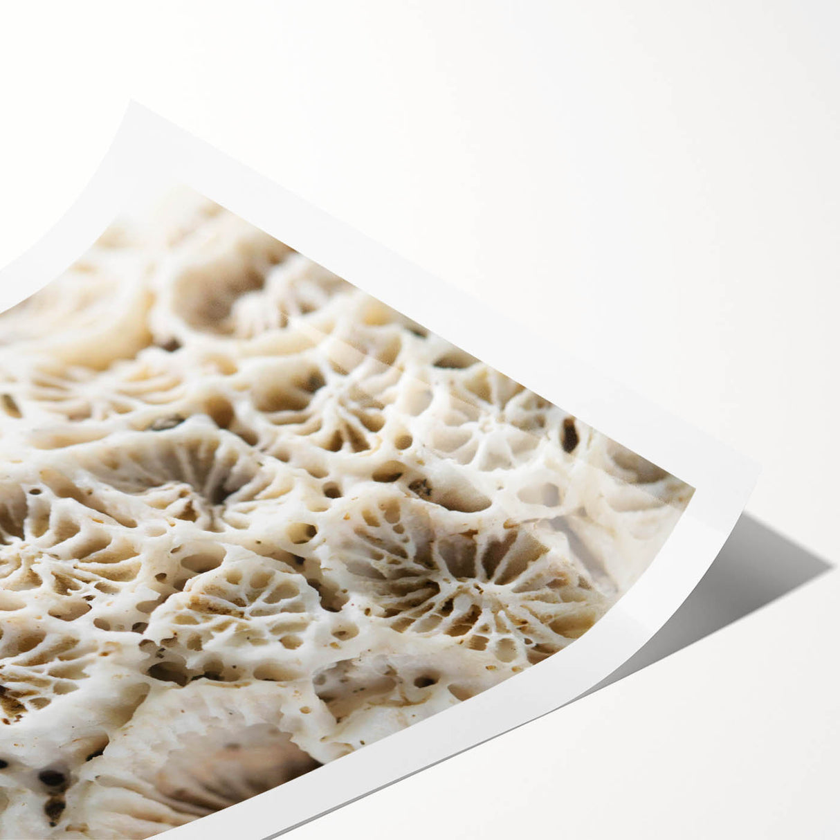 Vibrant wall art print showcasing colorful marine life and coral designs, perfect for enhancing ocean-themed decor. Ideal for beach houses and aquatic enthusiasts.