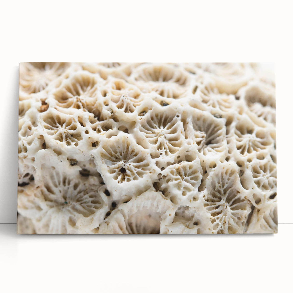 Vibrant marine life canvas wall art showcasing colorful coral designs, perfect for ocean-themed decor. Ideal for adding a touch of underwater beauty to any space.