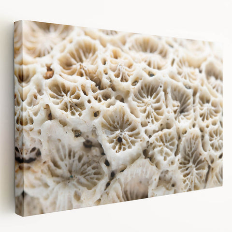 Stretched canvas wall art showcasing vibrant marine life and colorful coral designs, perfect for ocean-themed decor, enhancing any living space or office.