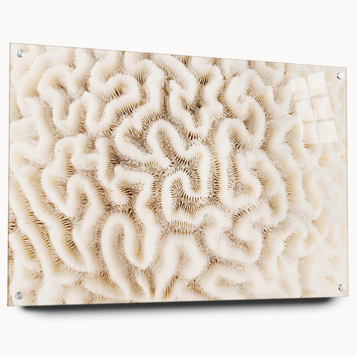 Acrylic wall art featuring a vibrant marine life coral design, displayed in a side view with pins, showcasing intricate details and vivid colors, perfect for ocean-themed decor.
