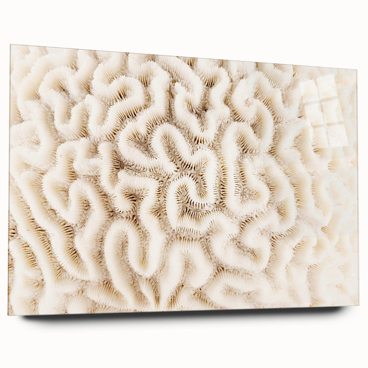 Side view of an acrylic glass wall art piece showcasing a vibrant marine life coral design, perfect for enhancing coastal-themed interiors. The artwork is framed elegantly, providing a modern touch to any space.