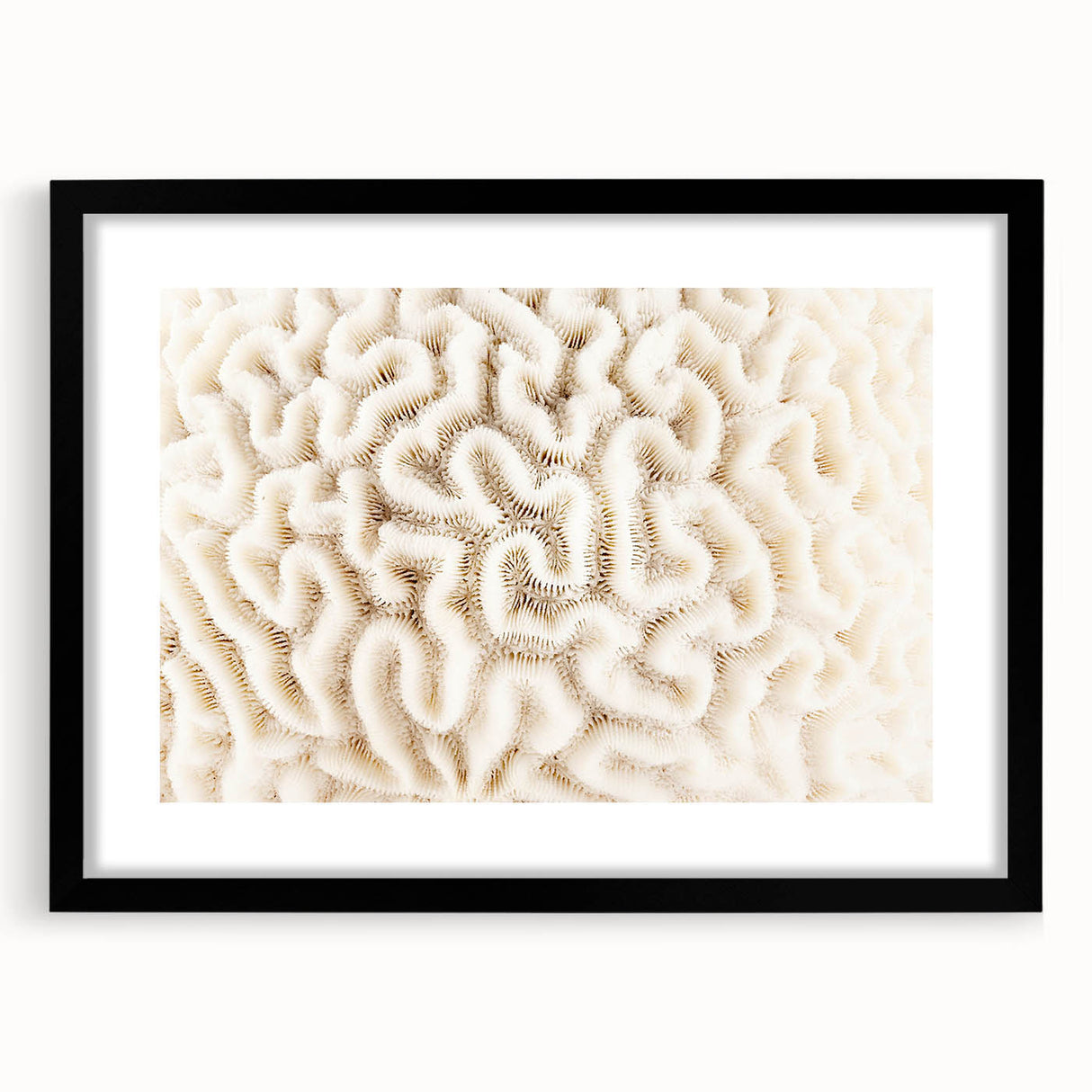 Framed wall art showcasing a vibrant marine life coral design in black frame with mat, perfect for ocean-themed decor, enhancing any living space.