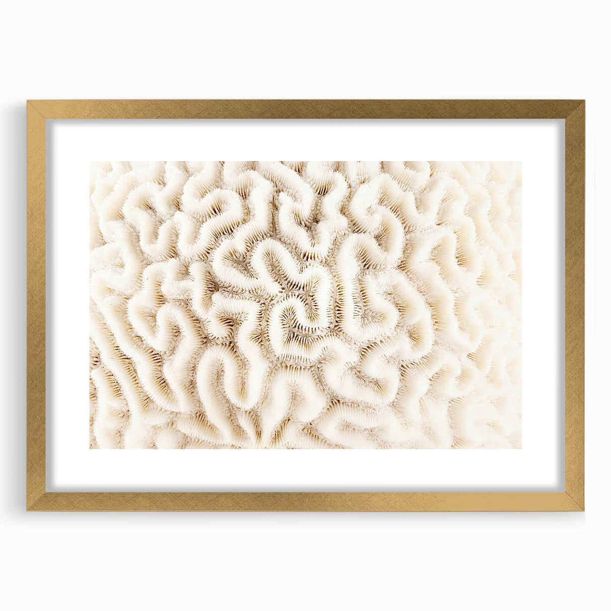Gold-framed wall art featuring vibrant marine life and intricate coral designs, ideal for ocean-themed decor. Perfect for adding a touch of elegance to any room.