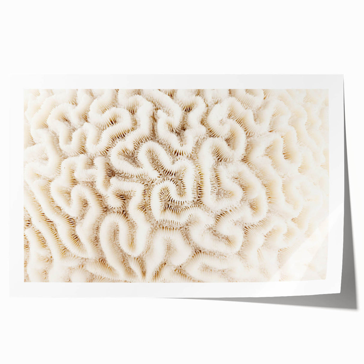 Vibrant marine life coral design wall art print showcasing intricate underwater details, featuring bright colors on a rolled canvas, perfect for ocean-themed decor.