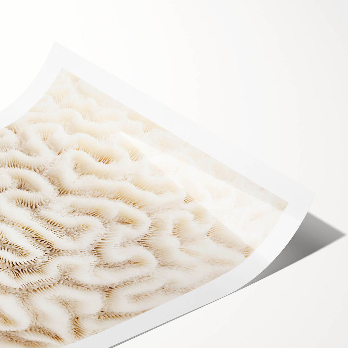 Vibrant coral reef wall art print showcasing colorful marine life, perfect for ocean-themed decor, rolled for easy shipping and display.