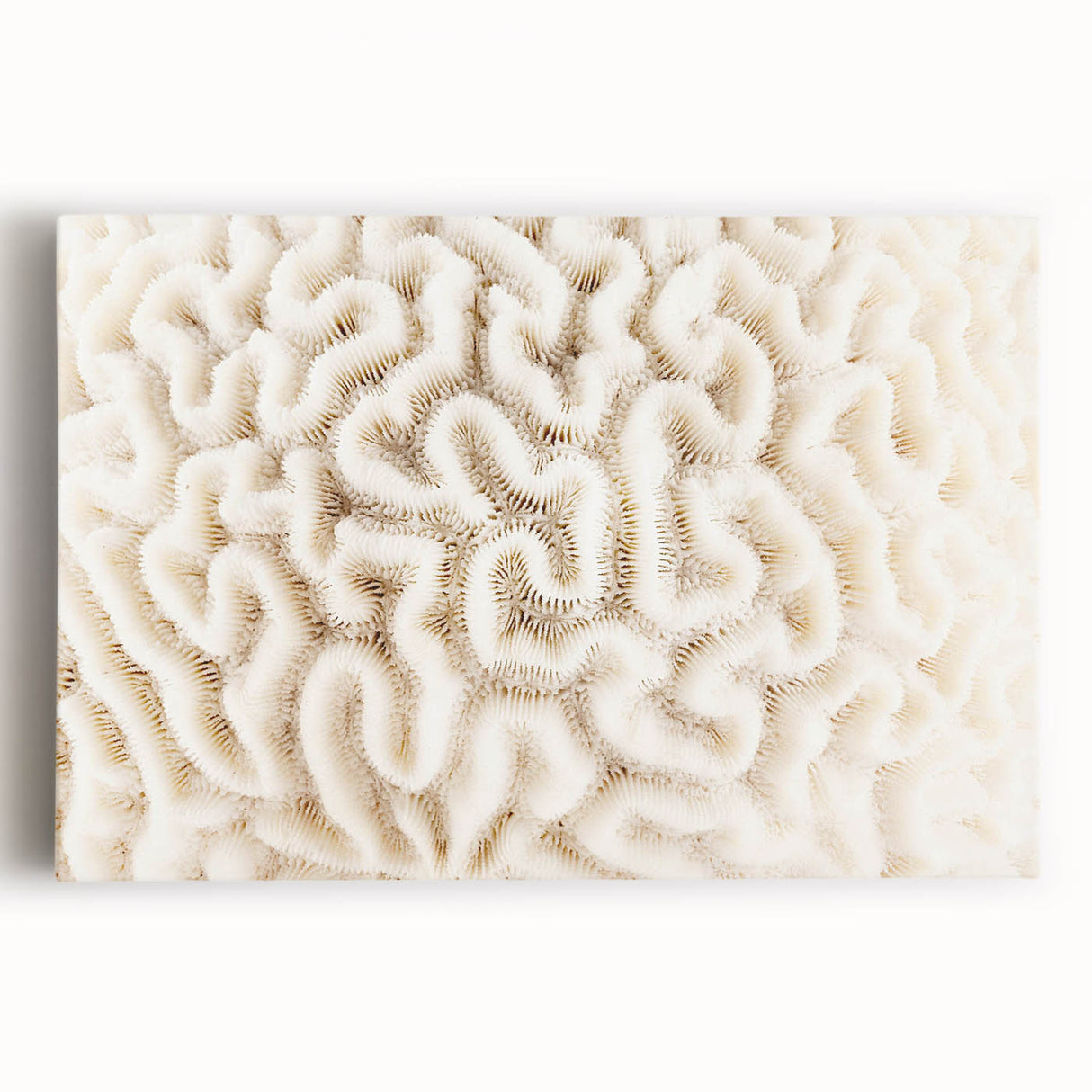 Vibrant coral reef wall art collection showcasing colorful marine life and intricate coral designs on a stretched canvas, perfect for ocean-themed decor.