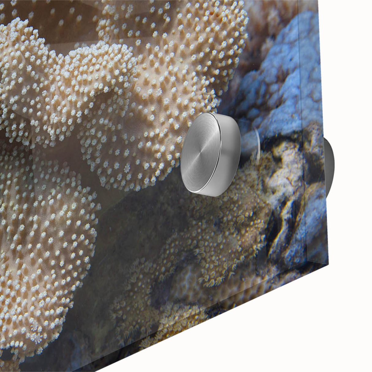Vibrant close-up of a marine life coral design wall art piece, showcasing intricate details and vivid colors on acrylic glass, perfect for ocean-themed decor.