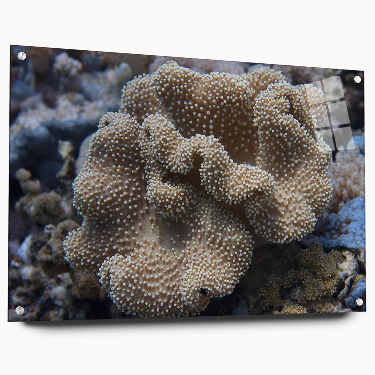 Acrylic glass wall art collection showcasing vibrant marine life and coral designs, displayed in a side view with decorative pins, perfect for ocean-themed decor.