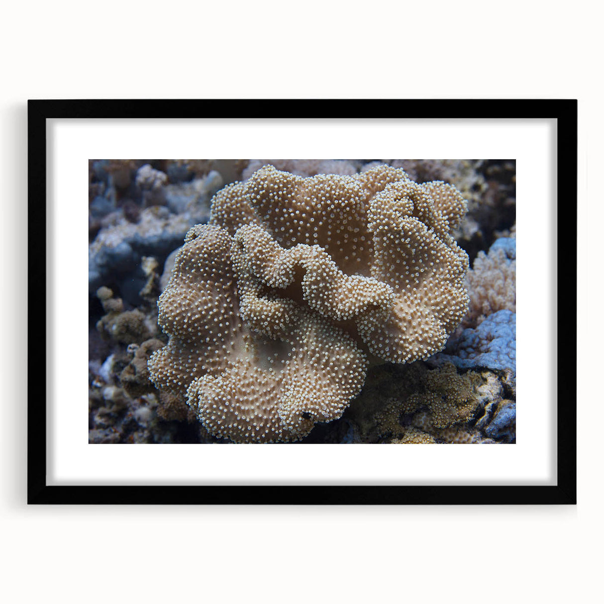 Framed wall art collection showcasing vibrant marine life and coral designs, featuring a sleek black frame and a white mat for a modern aesthetic. Perfect for ocean-themed decor.