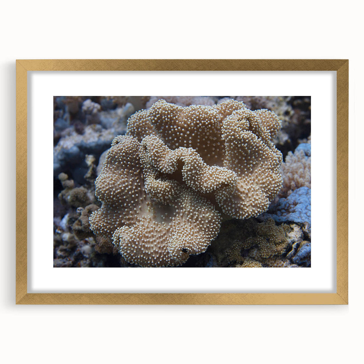 Framed marine life coral design wall art collection showcasing vibrant colors and intricate details, perfect for enhancing coastal-themed home decor.