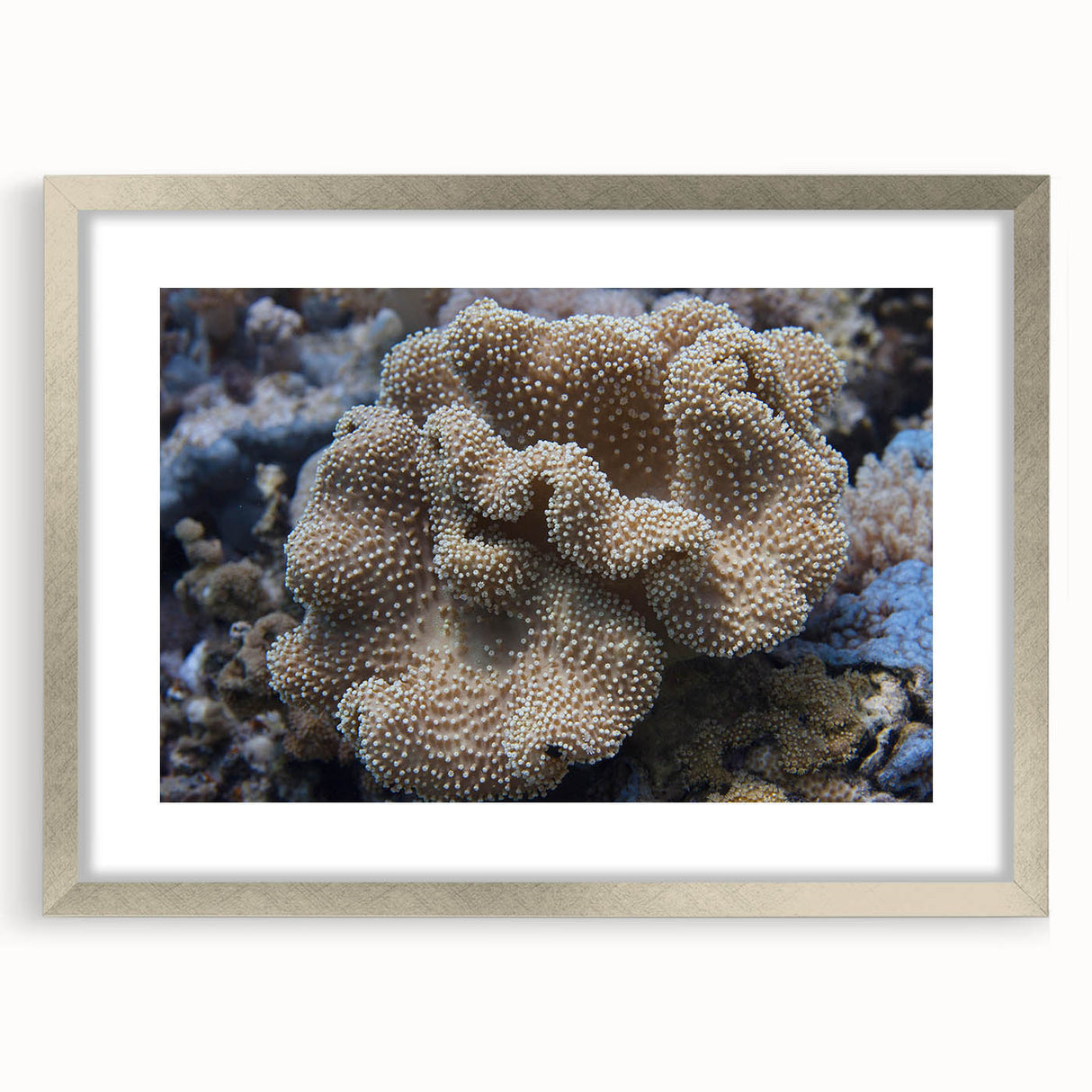 Coral-themed wall art collection featuring vibrant marine life illustrations in a silver frame with white matting, ideal for ocean-inspired decor.