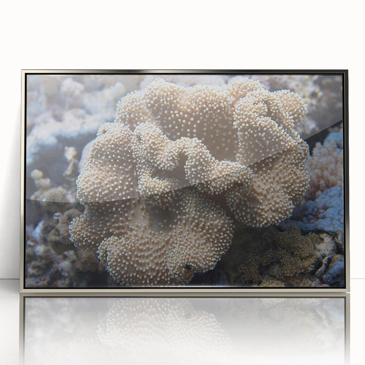 Framed wall art collection showcasing vibrant marine life and coral designs in a sleek silver frame, perfect for enhancing coastal-themed interiors.