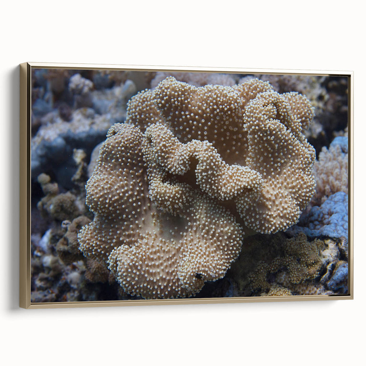 Framed canvas wall art showcasing a vibrant marine life coral design with gold accents, perfect for ocean-themed decor. Ideal for adding a touch of elegance to any space.