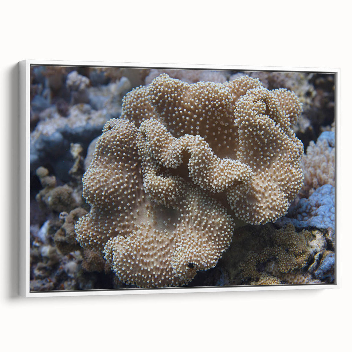 Framed wall art collection showcasing vibrant marine life and coral designs on a textured canvas, featuring a sleek white frame with a side view.