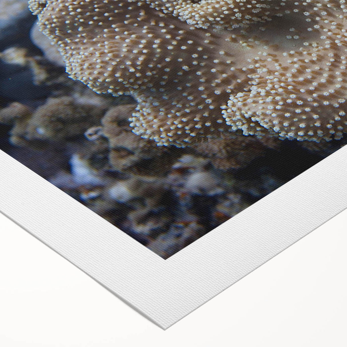 Vibrant rolled canvas wall art showcasing a colorful marine life coral design with intricate details, perfect for ocean-themed decor or art enthusiasts.