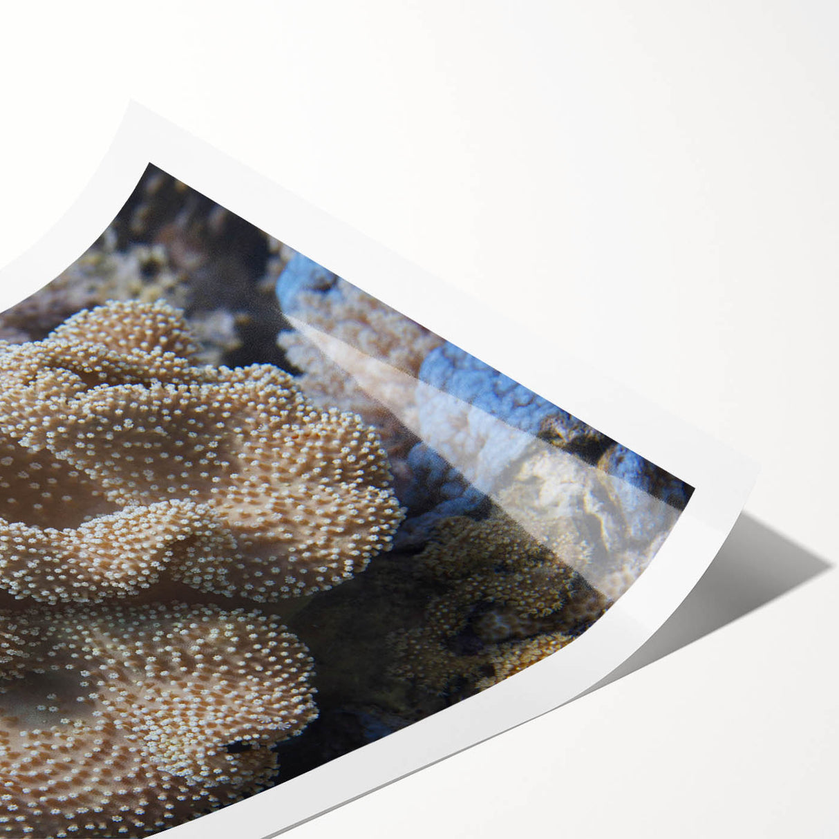 Vibrant marine life coral design rolled wall art print showcasing intricate coral patterns in shades of blue, green, and orange, perfect for ocean-themed decor.