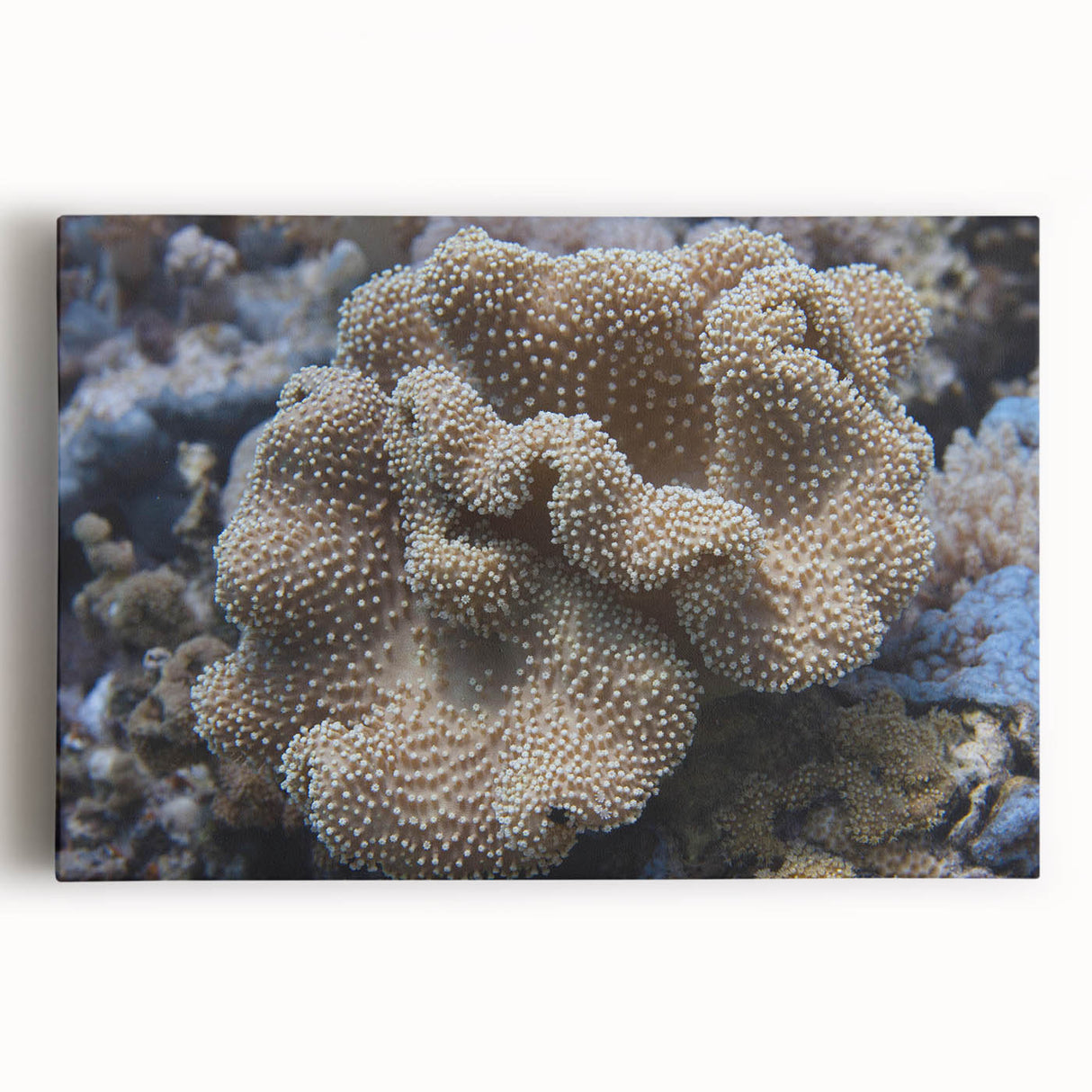 Stretched canvas wall art showcasing vibrant marine life and coral designs, featuring vivid blues and greens, perfect for ocean-themed decor in homes or offices.