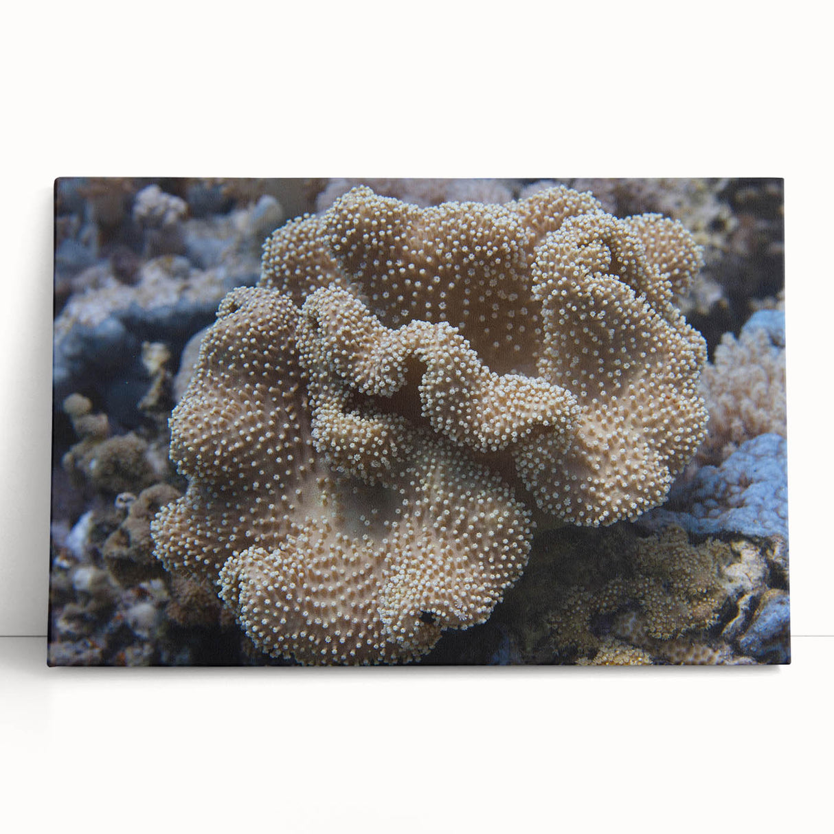 Vibrant marine life coral design on stretched canvas wall art, showcasing intricate underwater details in bright blues and greens, perfect for ocean-themed decor.