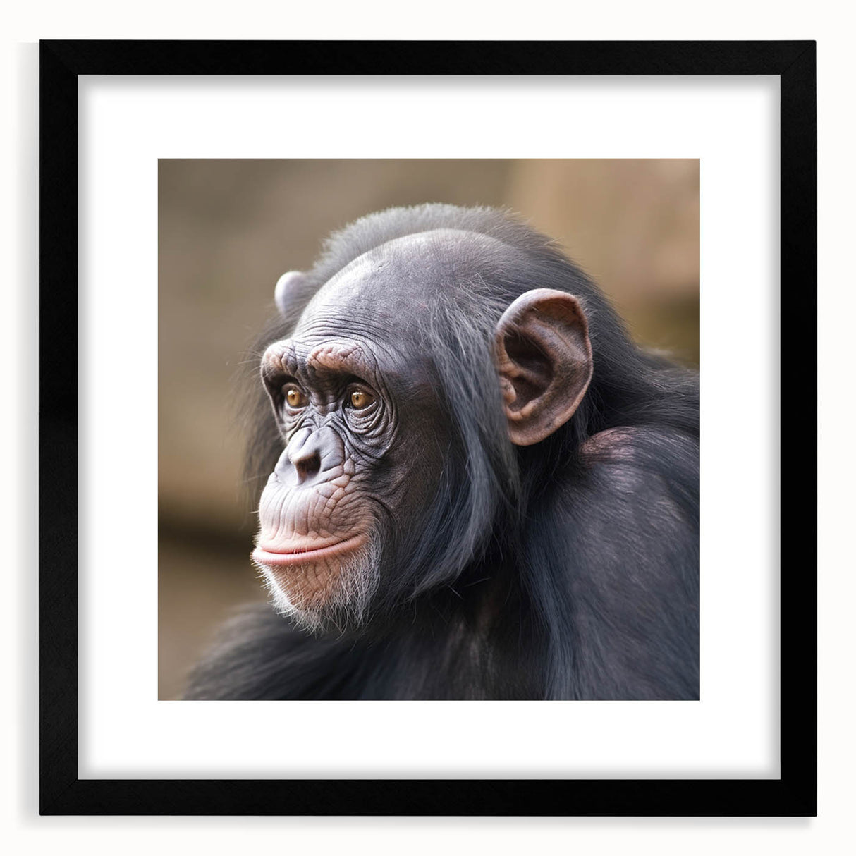 Framed wall art collection featuring a stylish black mat and a front view of a monkey and ape chimpanzee design, ideal for modern animal-themed decor.