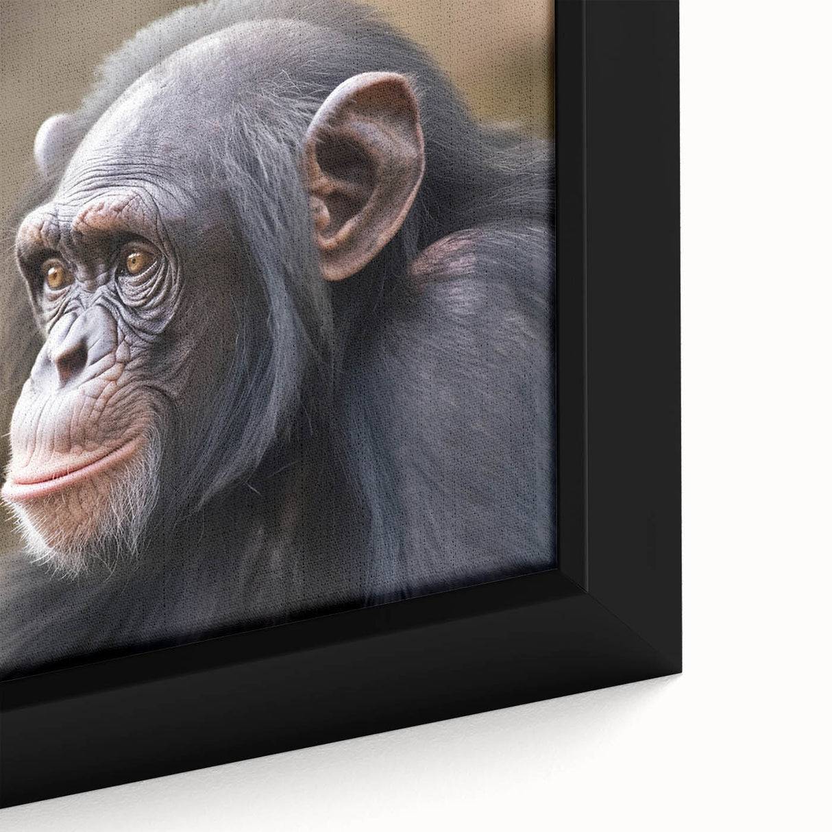 Close-up of a framed canvas wall art featuring a vibrant monkey and chimpanzee design, showcasing intricate details and rich colors perfect for animal lovers' decor.