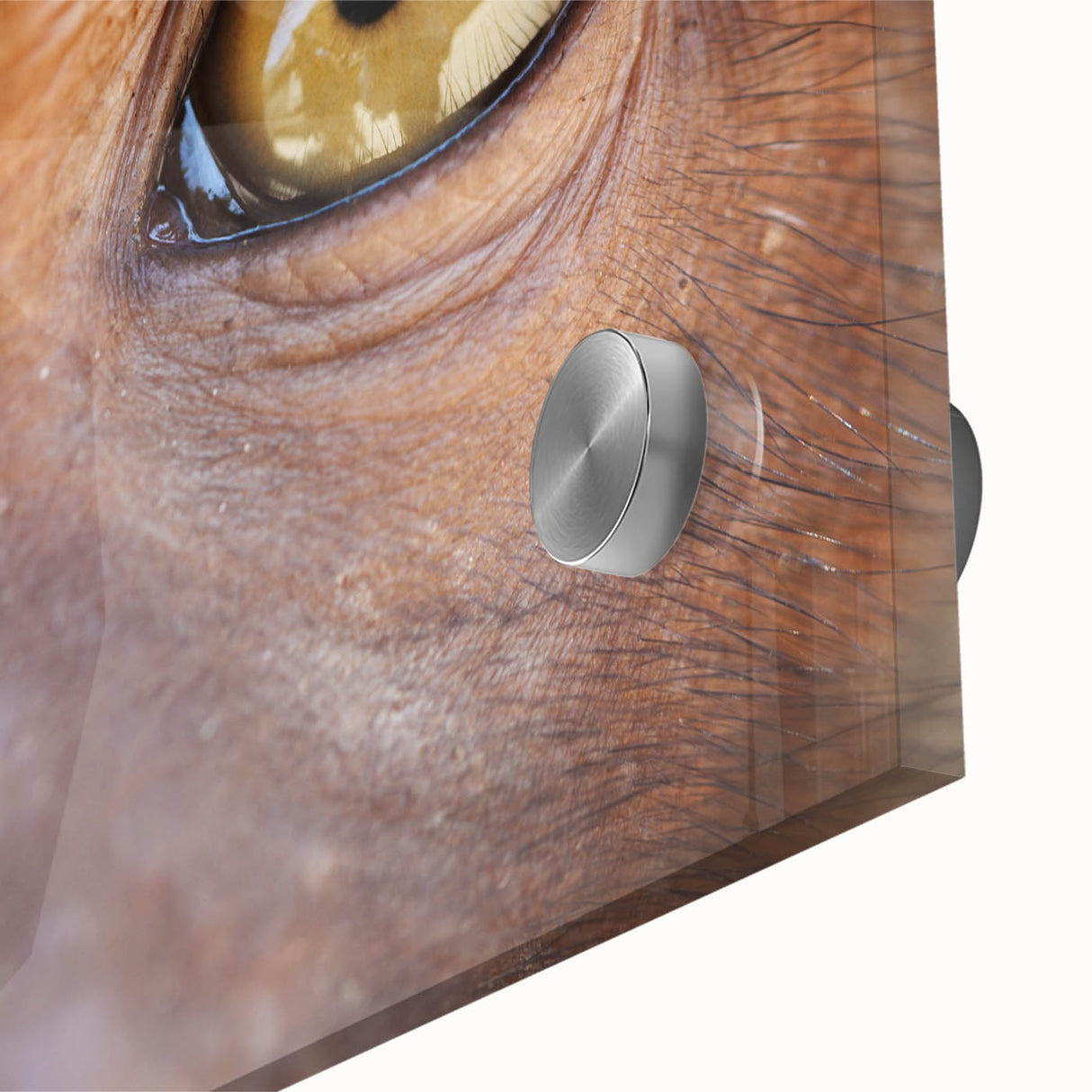 Close-up of a bird in muted earth tones on acrylic glass.